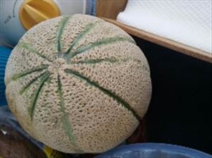 Cantalupo (Melone)