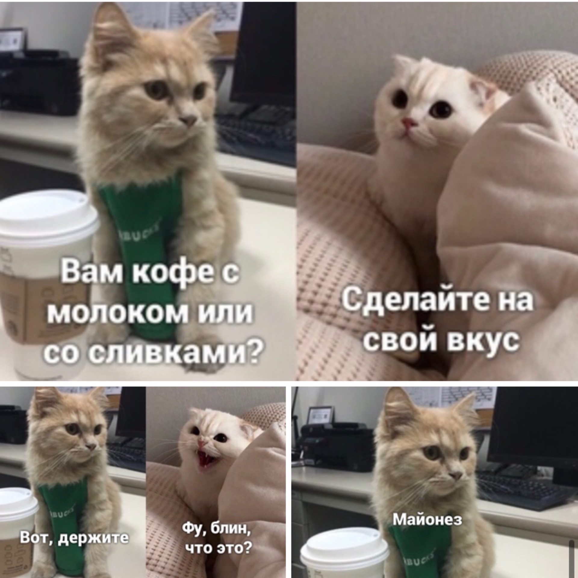 До кофе после кофе мем с котом
