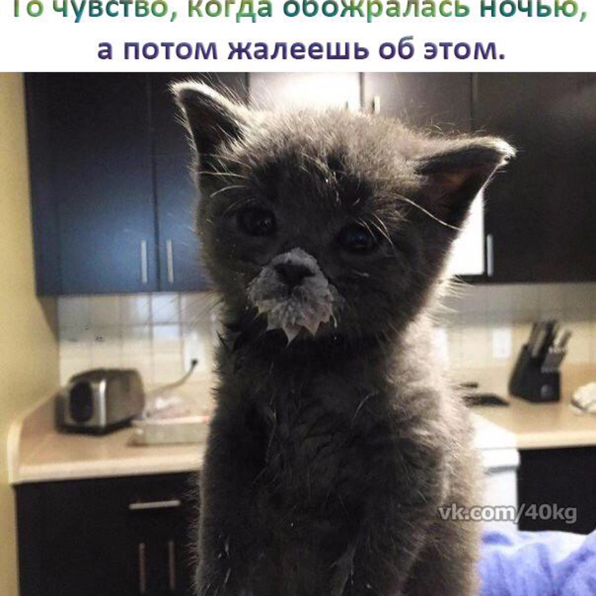 Мем кот в сметане с мордой