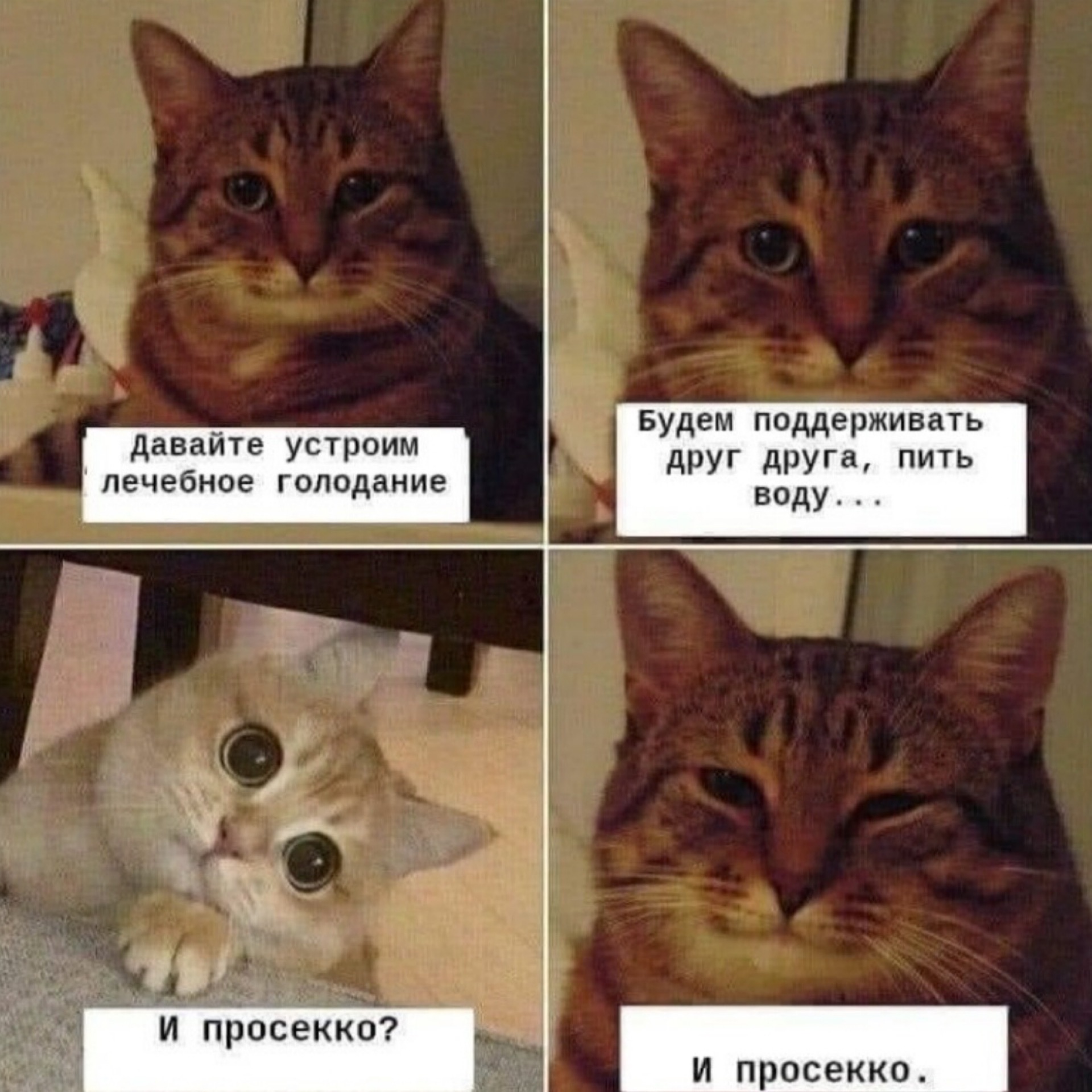 Коты мемы без надписей