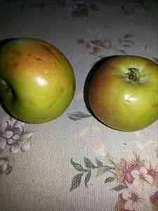 Яблоко Зеленое