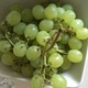 Vindruvor (Röd eller Grön, Europeisk Typ Sorter som Thompson Kärnfria)