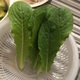 Cos or Romaine Lettuce