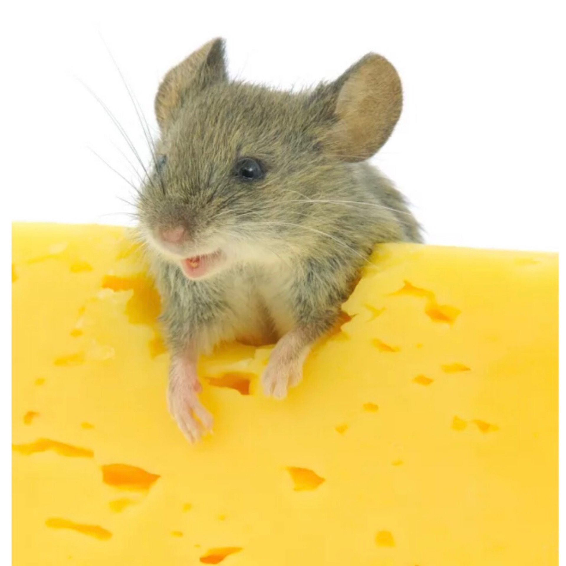 Про мышей и сыр. Мышь с сыром. Мышонок с сыром. Сыоеая мышь. Мышь кушает сыр.