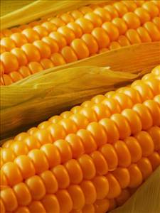 Желтая Кукуруза (Целые Початки, без Соли)