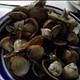 Steamed or Boiled Clams