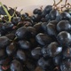 Виноград Европейских Сортов