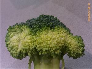 Broccoli Flower Clusters