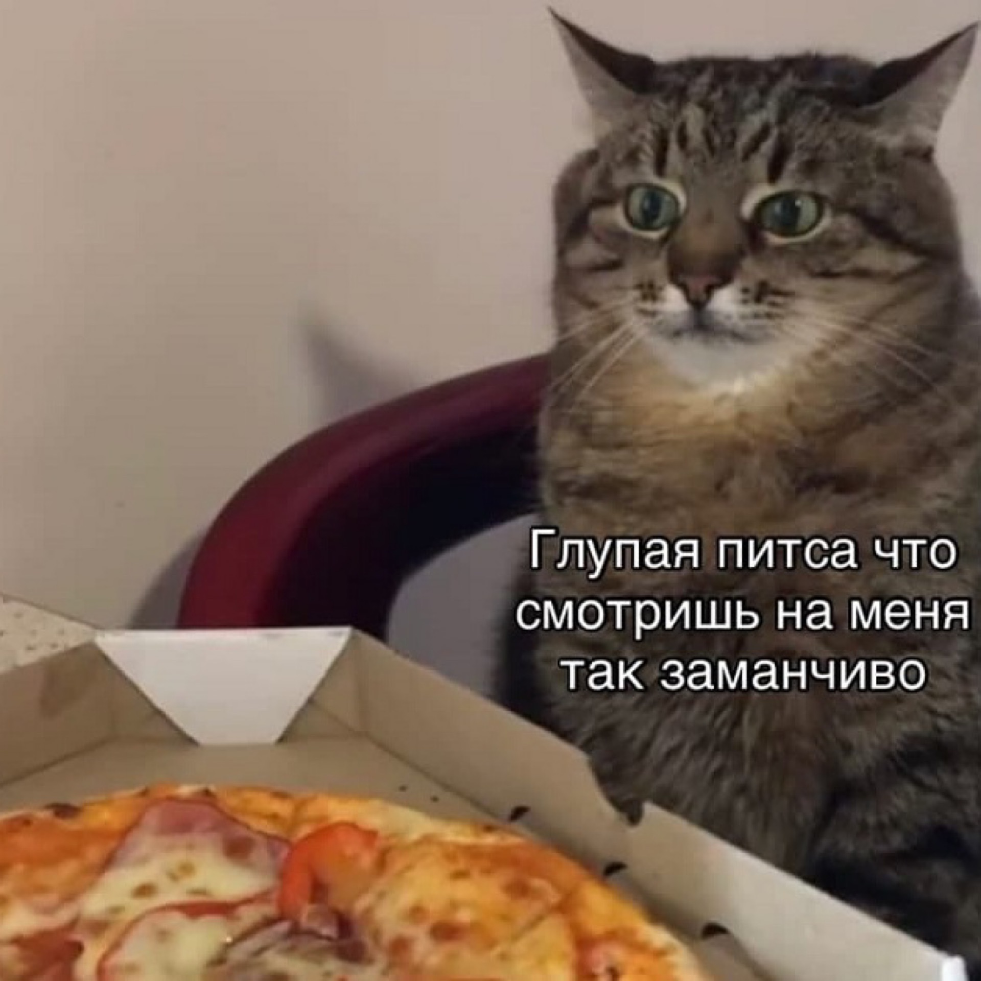 Глупый глядеть. Котик с пиццей. Мемы с пиццей и котом. Мемы про котиков и еду.