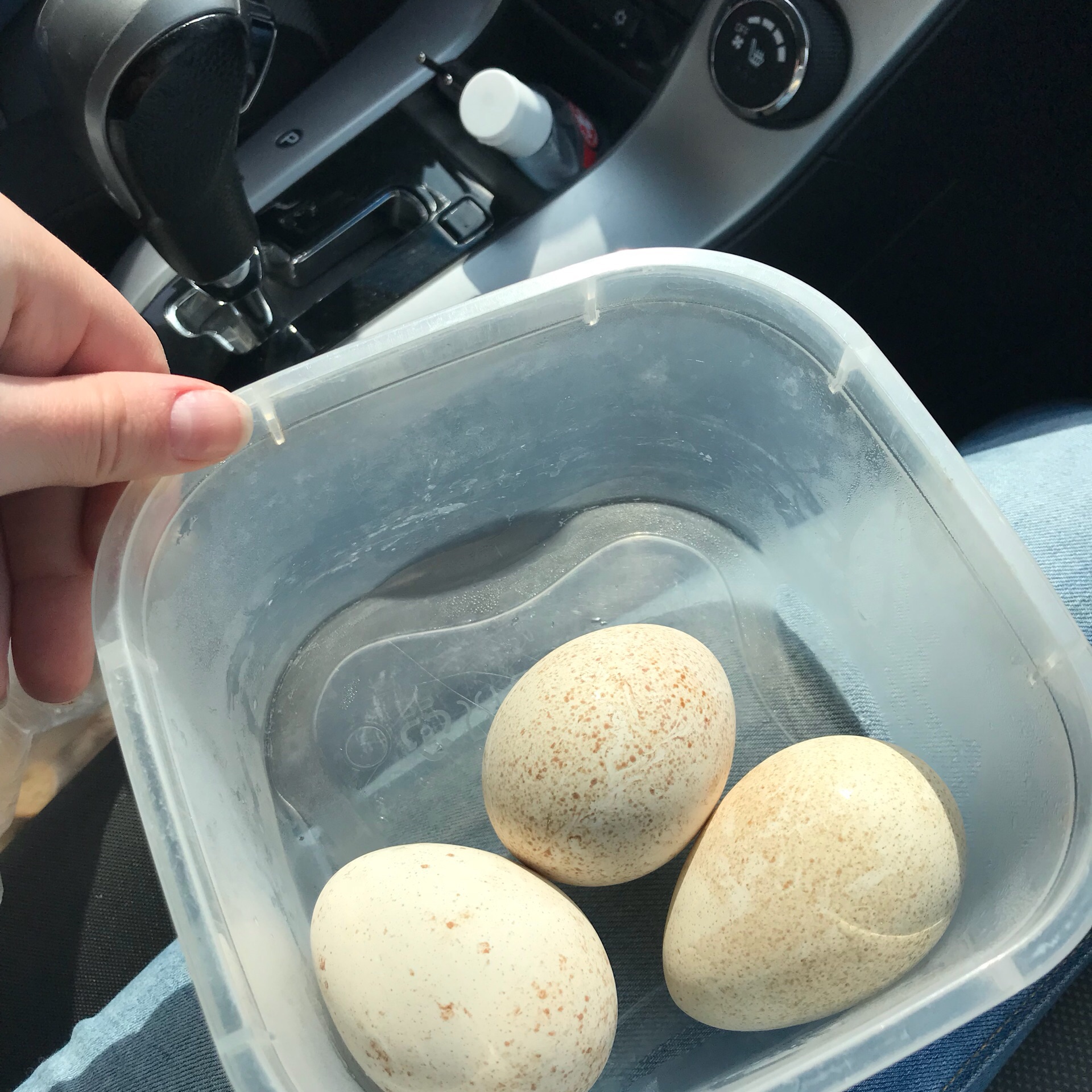 Яйца Утиные Купить В Гомеле