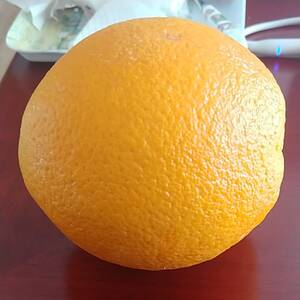 네이블 오렌지