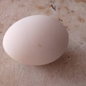 Яйцо (Целое)
