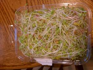 Marjon Spicy Sprouts
