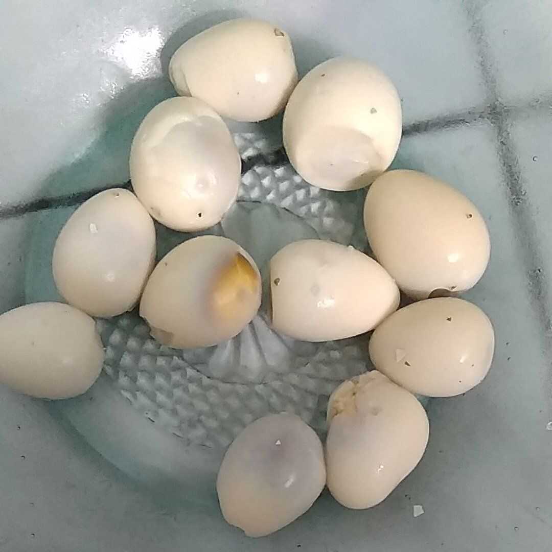Telur Puyuh