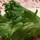 Lehtisalaatti (Vihreä)