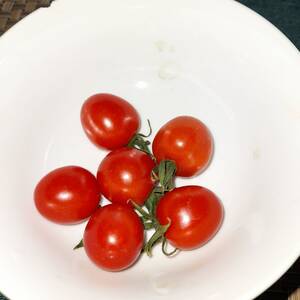 Pomidory Koktajlowe