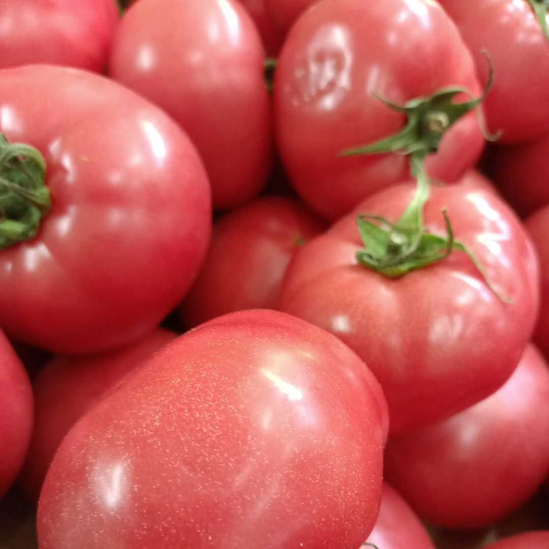 Czerwone Pomidory