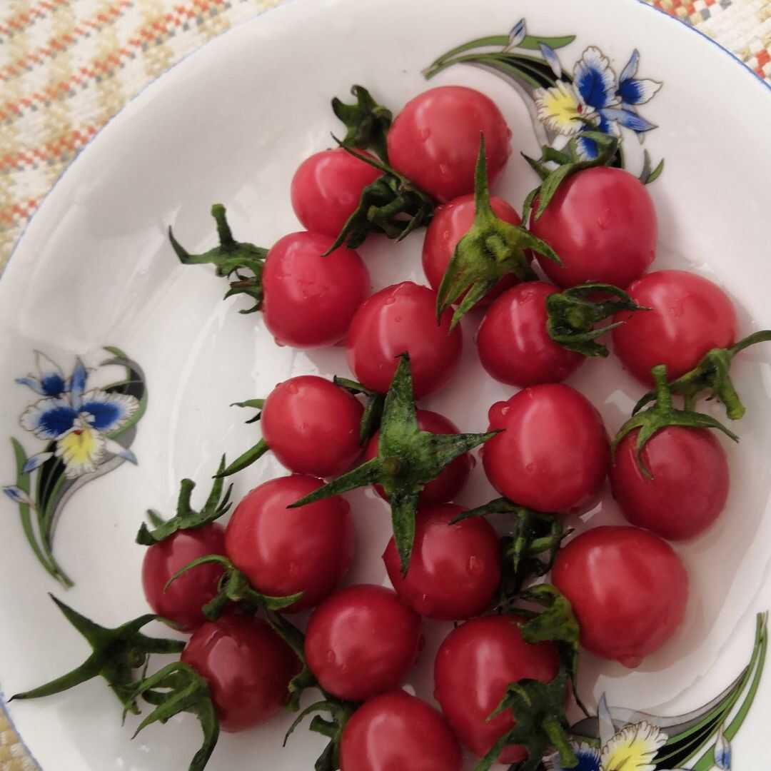 小番茄/樱桃番茄