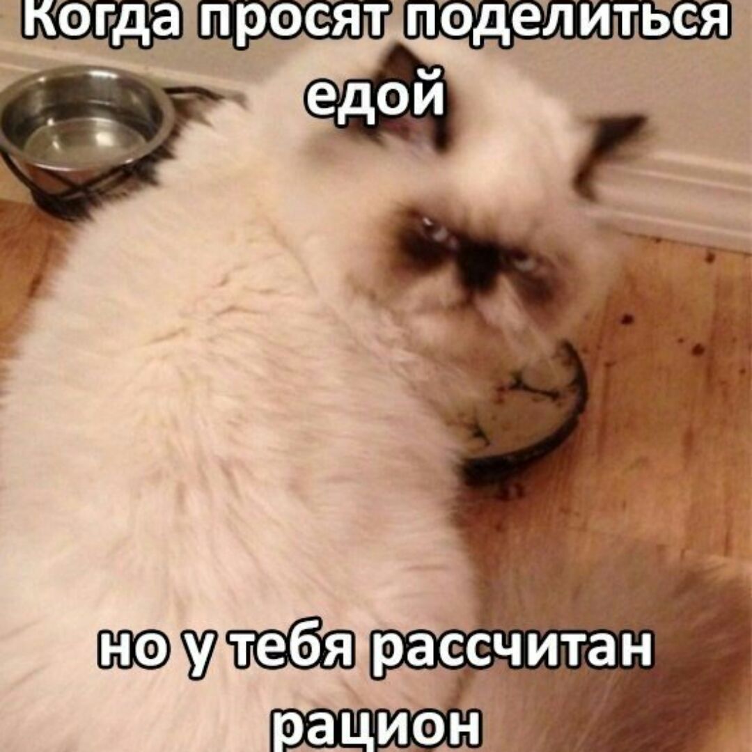 Невыспавшийся котенок