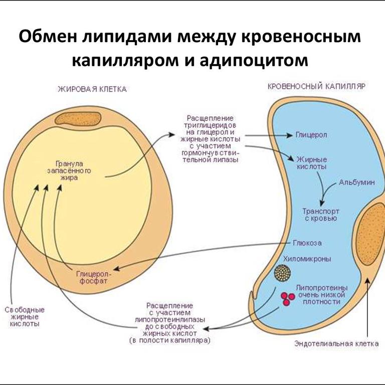 Липолиз биохимия схема