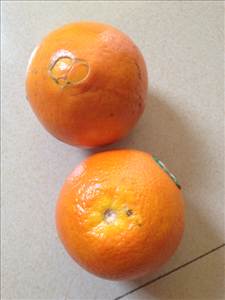 五脐橙子