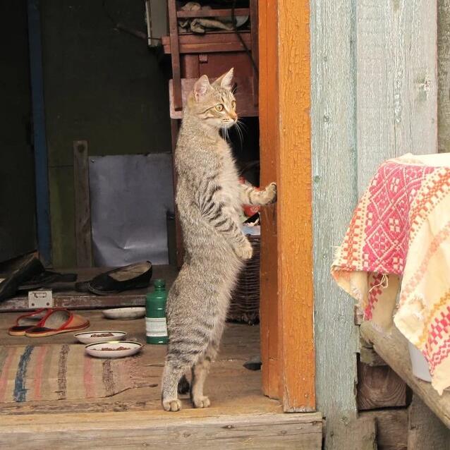 Кошка в деревне фото