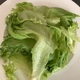 Lehtisalaatti (Vihreä)