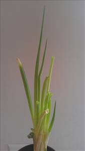Scallions or Spring Onions