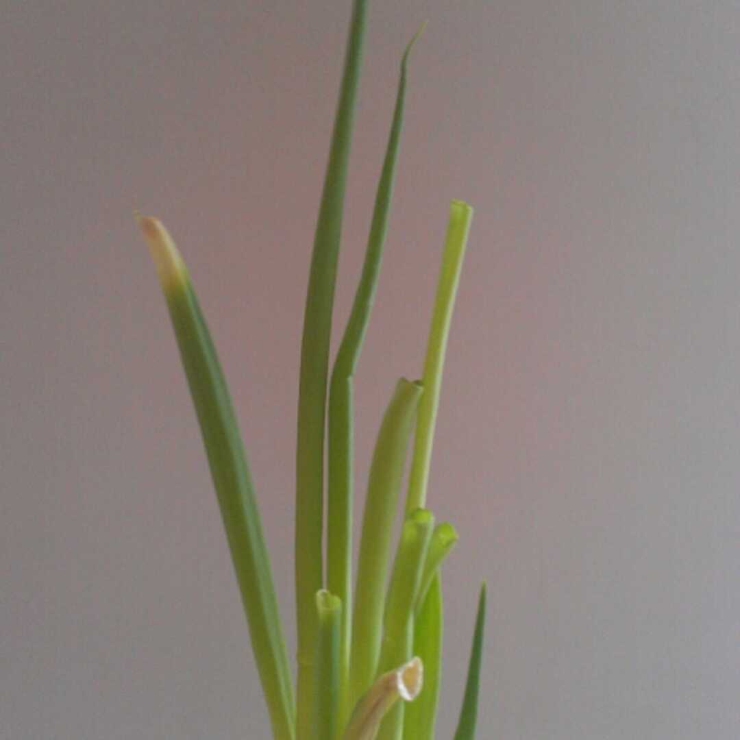 Scallions or Spring Onions