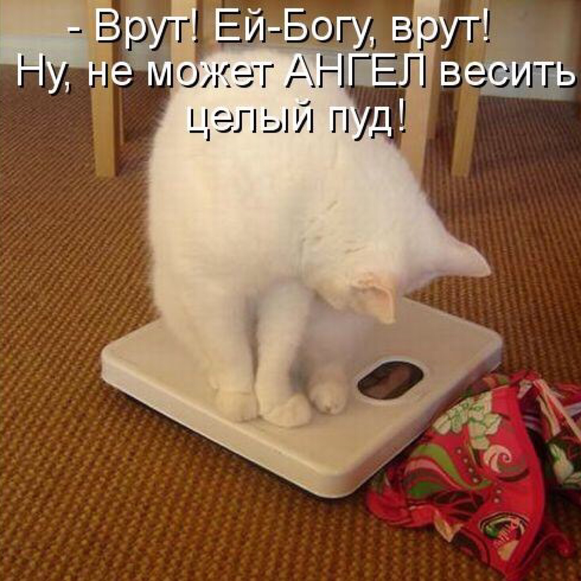 Почему коты молчат. Толстый кот юмор. Кот после праздников. Толстый кот на весах. Кот на диете.