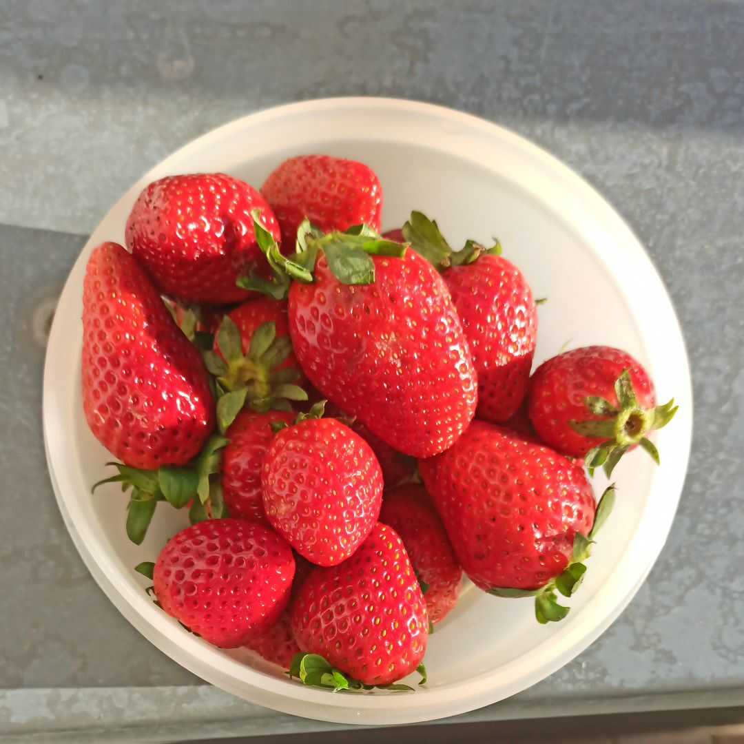 Edeka Erdbeeren