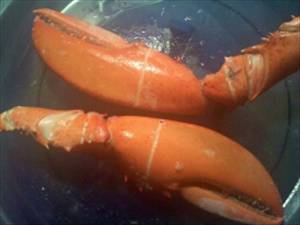 Steamed or Boiled Lobster
