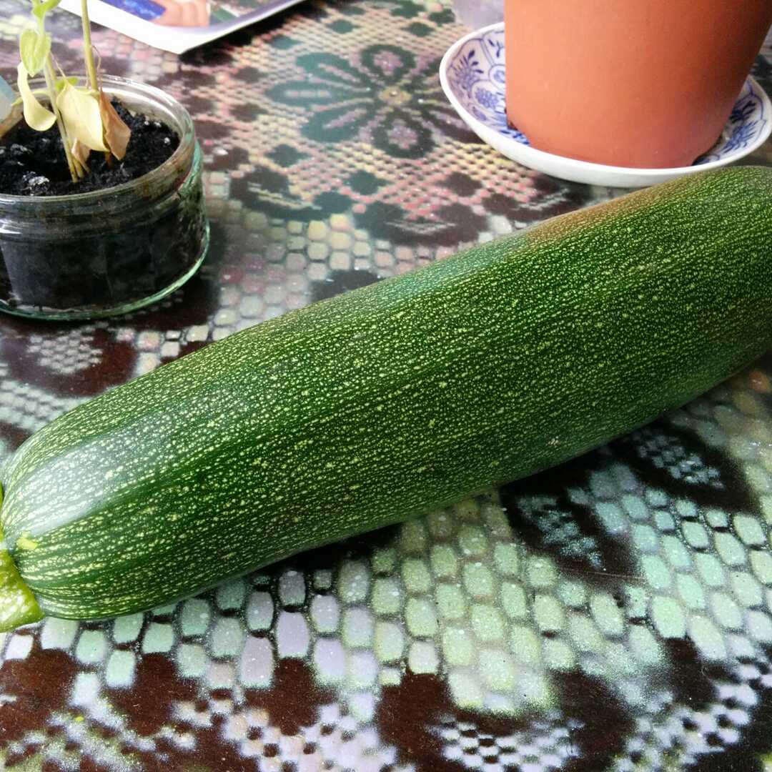 AH Courgette