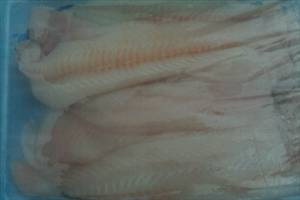 Flatfish (Flounder and Sole Species)