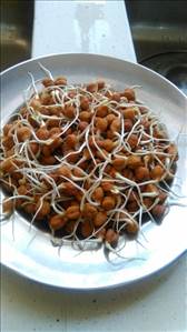 Lentils (Sprouted)