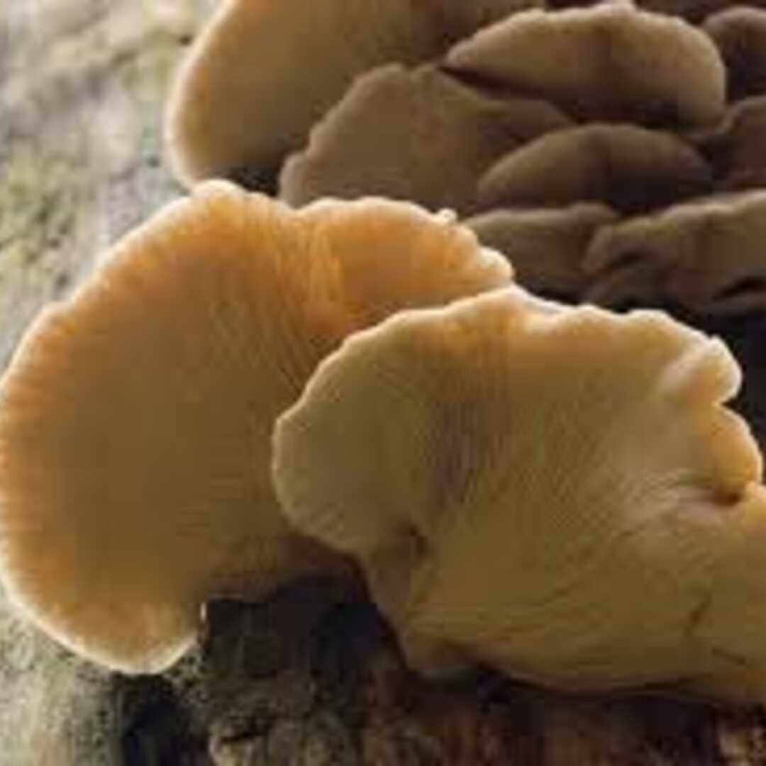 Cogumelo Ostra