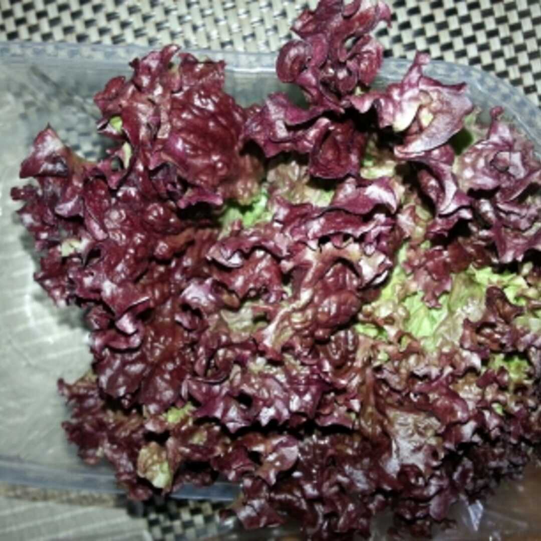 Roter Blattsalat