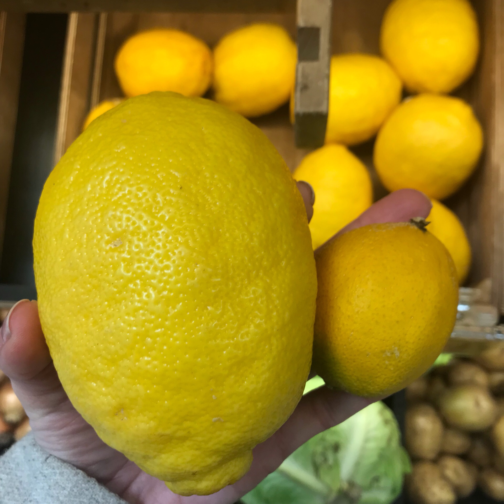 сорта лимонов с фото