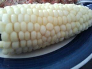White Sweet Corn (Kernels On Cob, Without Salt, Frozen, Drained, Cooked, Boiled)