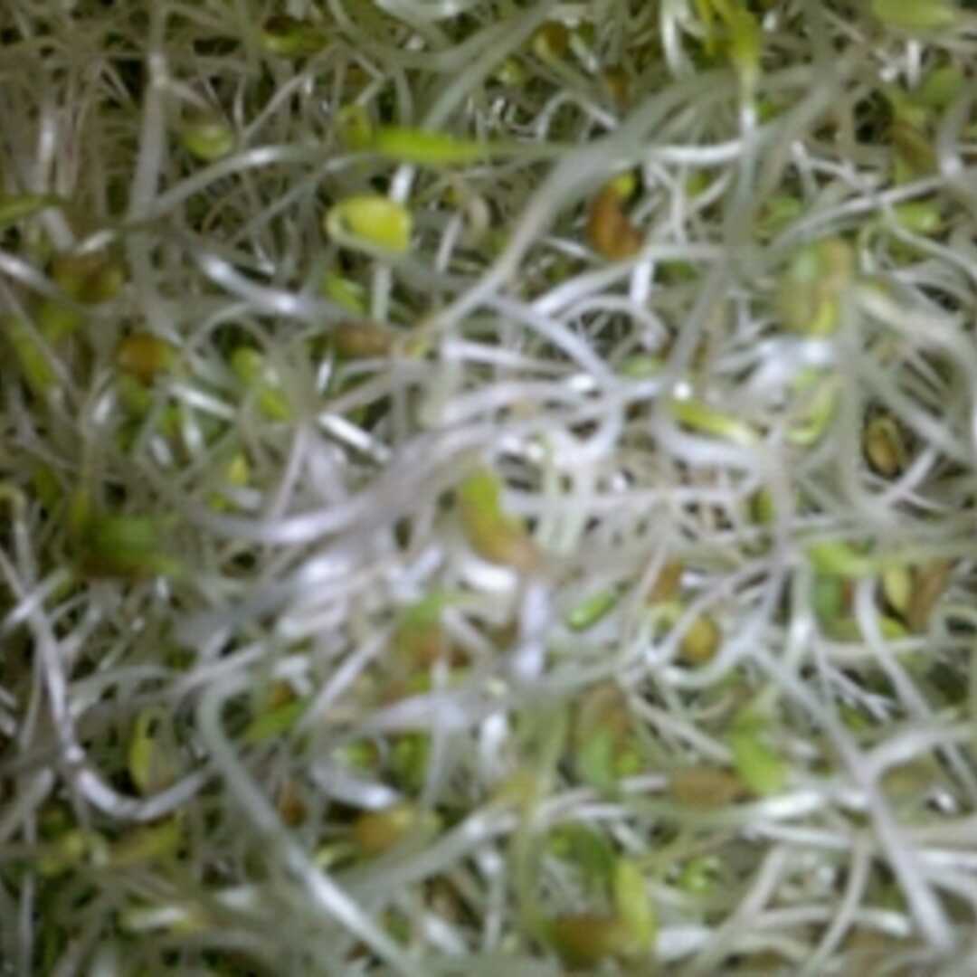 Alfalfa Seeds (Sprouted)